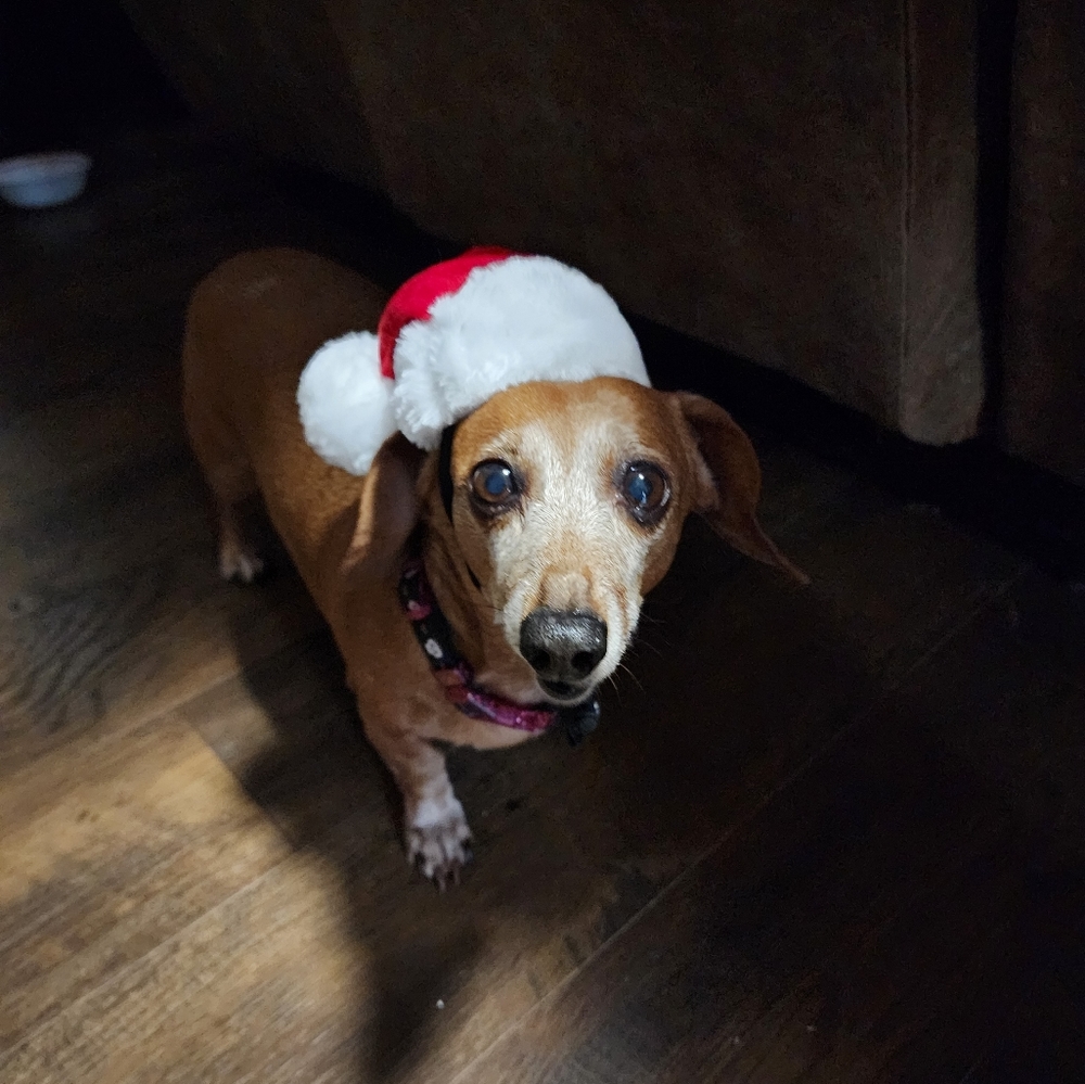 NWT Adorable Pet Costume Santa Clause 🎅 - Picture 6 of 6